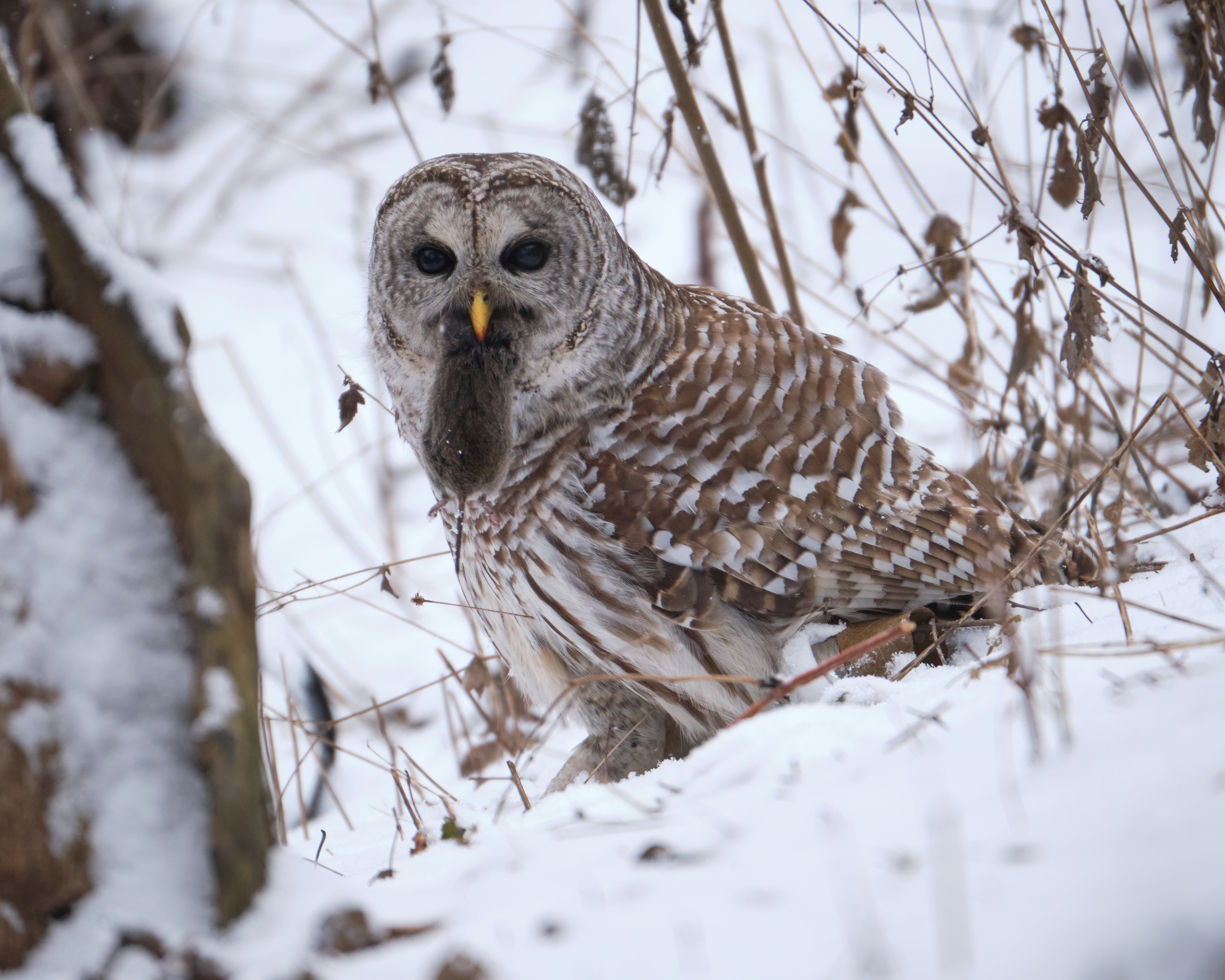Winter_Wildlife_3_Insert_Resize